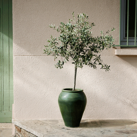 Arbequina Olive Tree 3-4 ft.