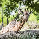 Fort Worth Zoo