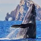 Whale Watching