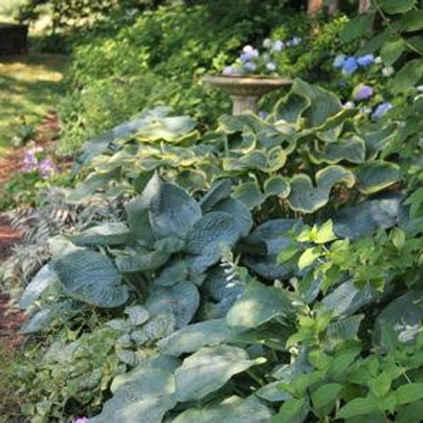 Pollinator & Shade Garden Fund!