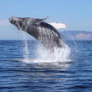 Whale Watching Tour