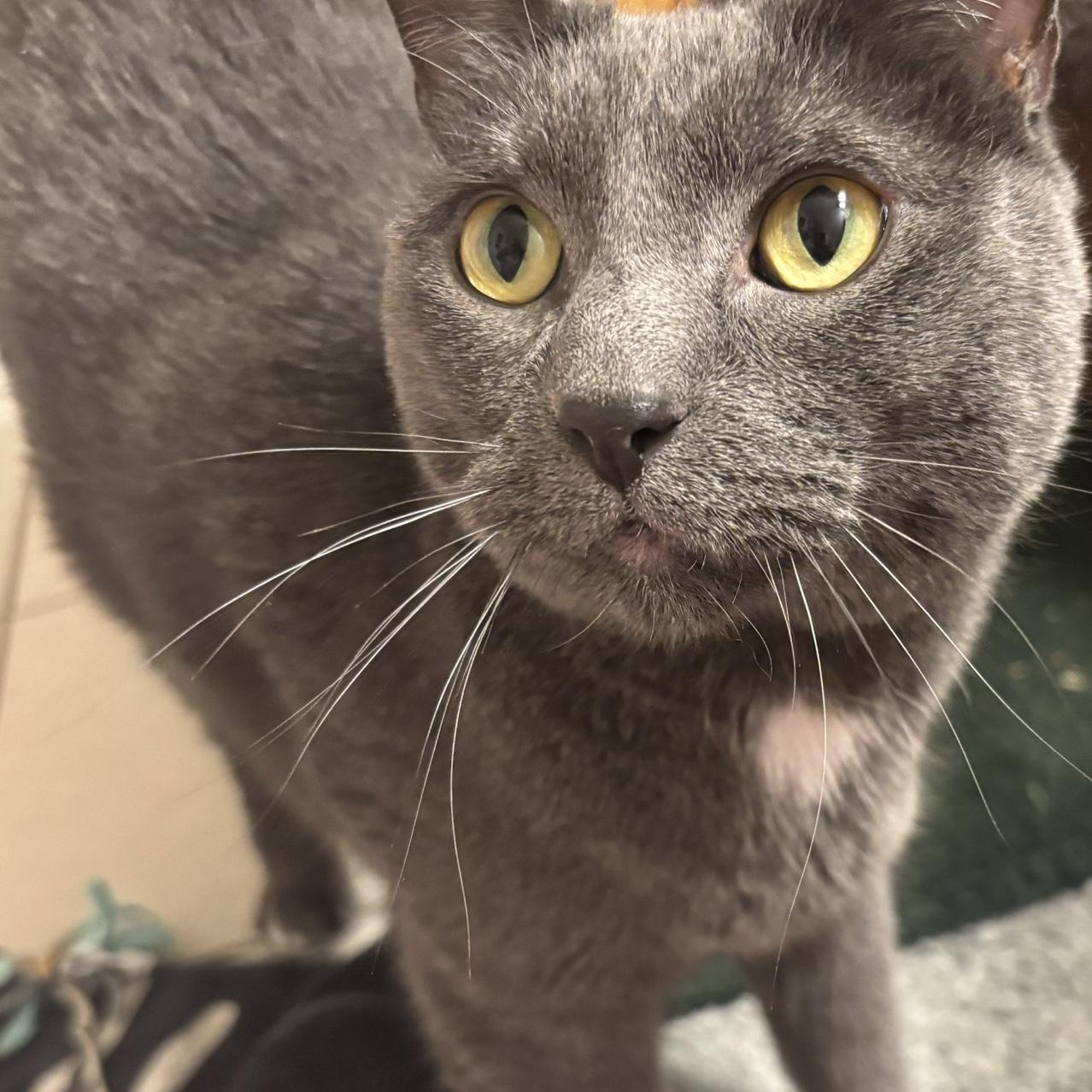 …And our most recent furry friend to join our little family, Luka! Although also very handsome, he and Kylo will be celebrating from home on the big day.