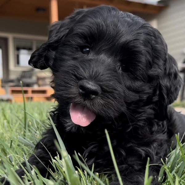 Goose (Our Dream Puppy) Fund