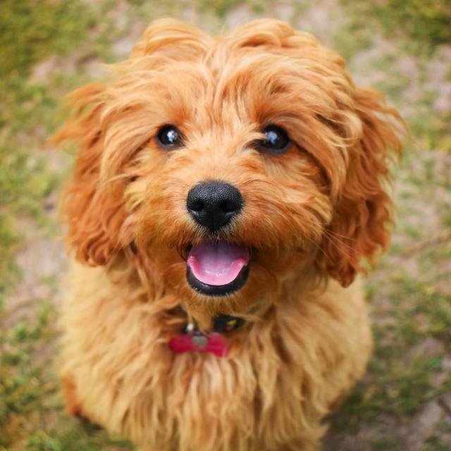 Our Cavapoo Fund