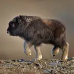Alaska Wildlife Conservation Center