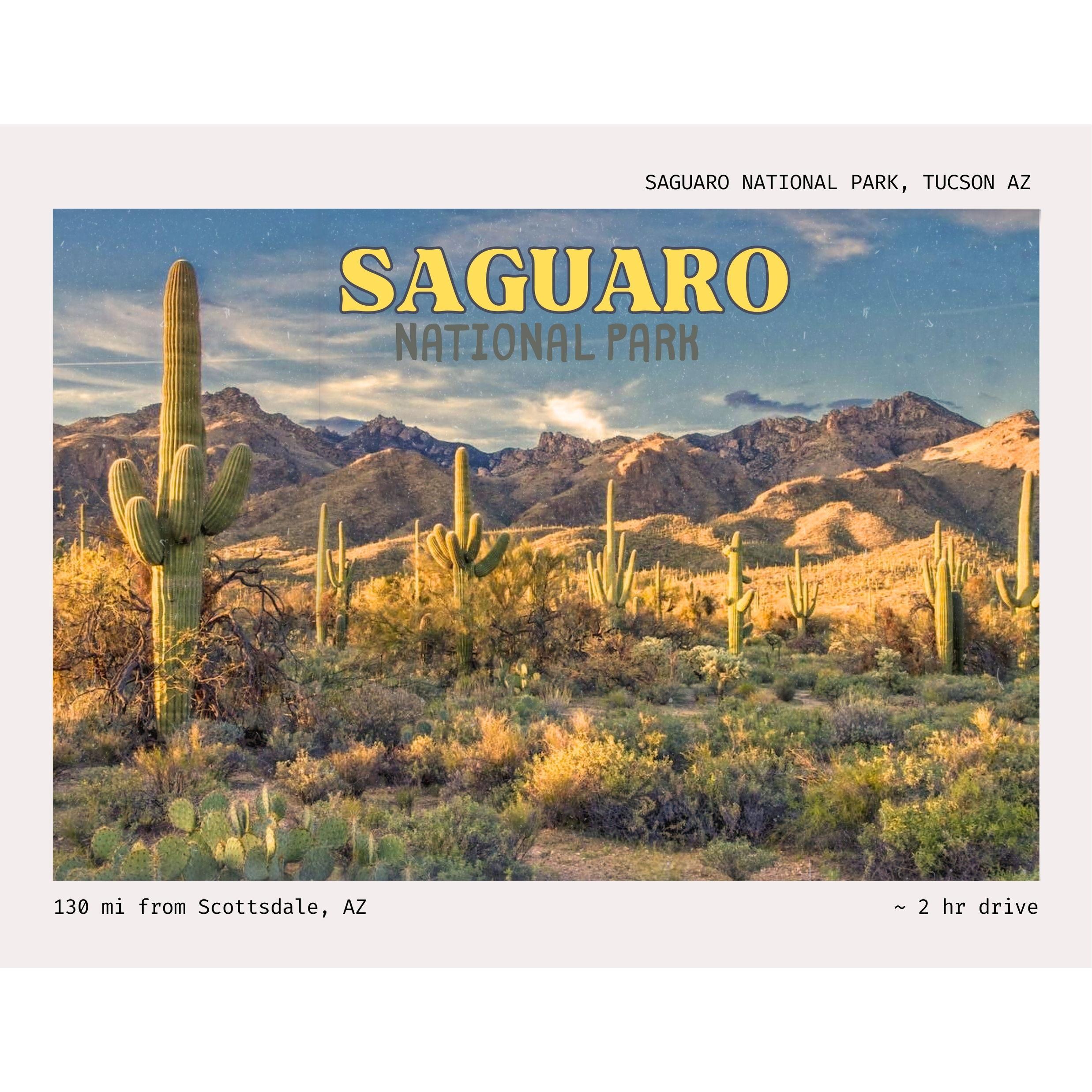 Saguaro National Park near Tucson protects the iconic saguaro cactus—millions rising from the desert, some reaching 40 feet tall and living more than 150 years.