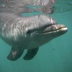 Dolphin Discovery Riviera Maya
