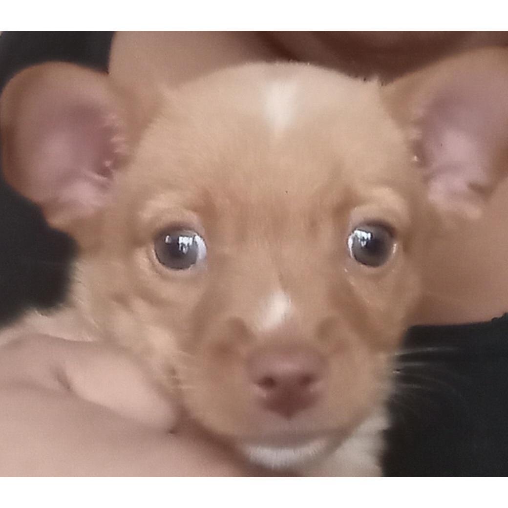 Our new family member, Jalapeño