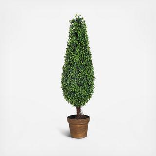 Boxwood Tree