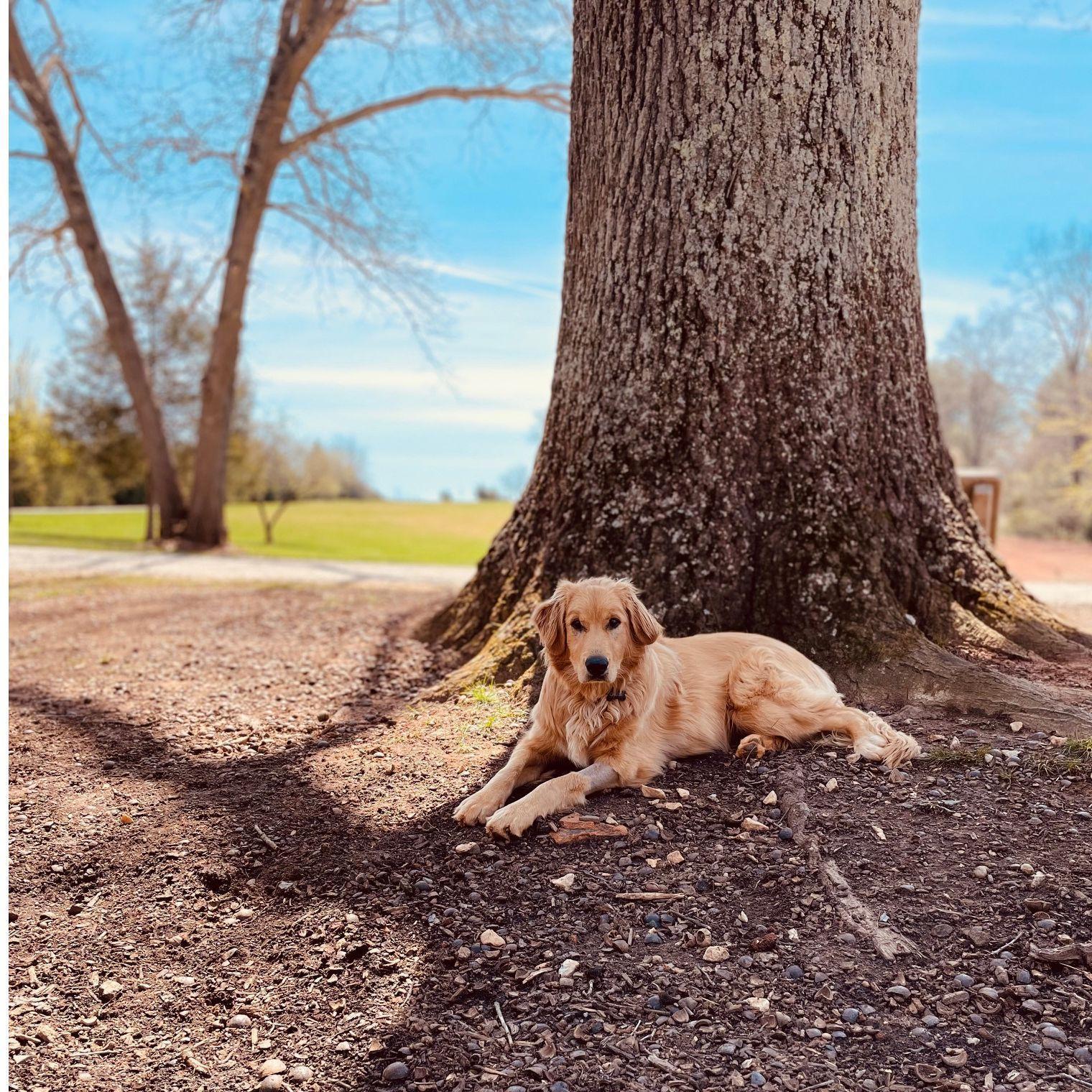 Chloe, the love child from my 2 favorite dogs (Millie & Sampson).  So goofy, so special!