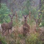 Chinsegut Wildlife and Environmental Area