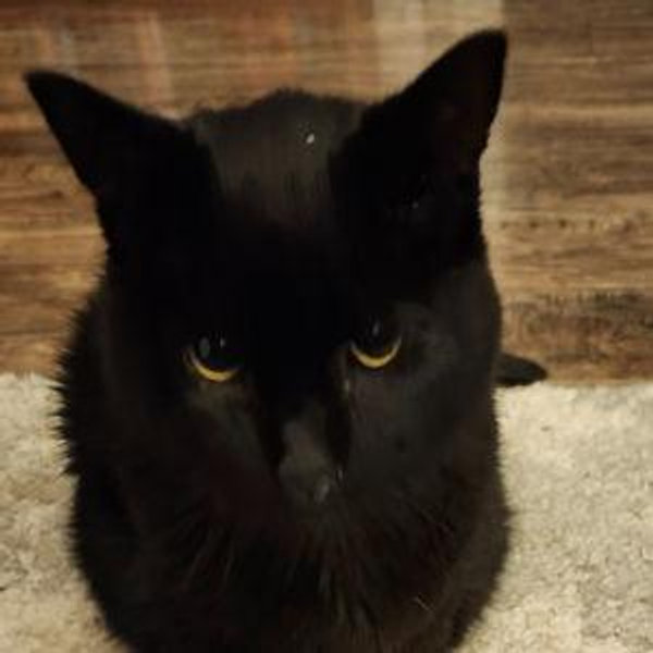 Cat Care!