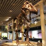 The Academy of Natural Sciences of Drexel University