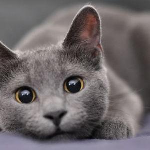 Future Kitten Fund