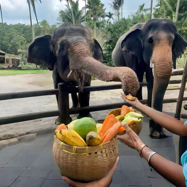 Elephant Santuary