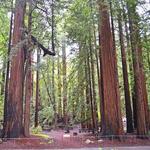 Pfeiffer Big Sur State Park