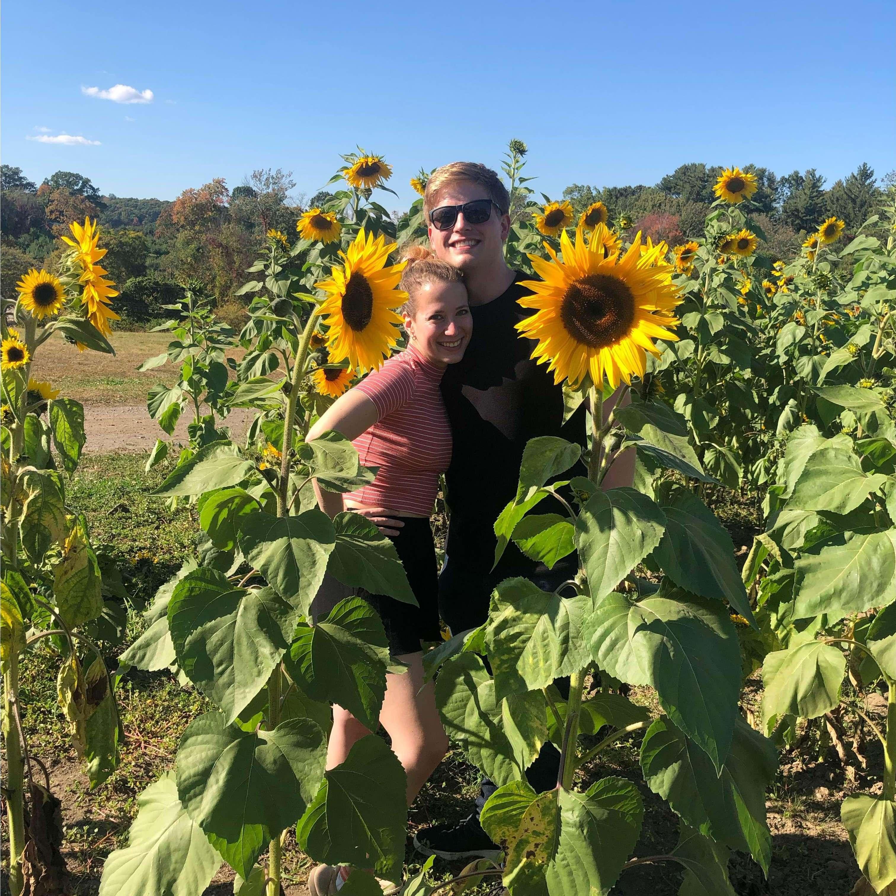 Apple picking, 2019