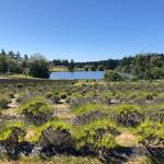 Pelindaba Lavender Farm