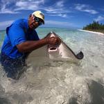 West End Ecology Tours- Stingrays
