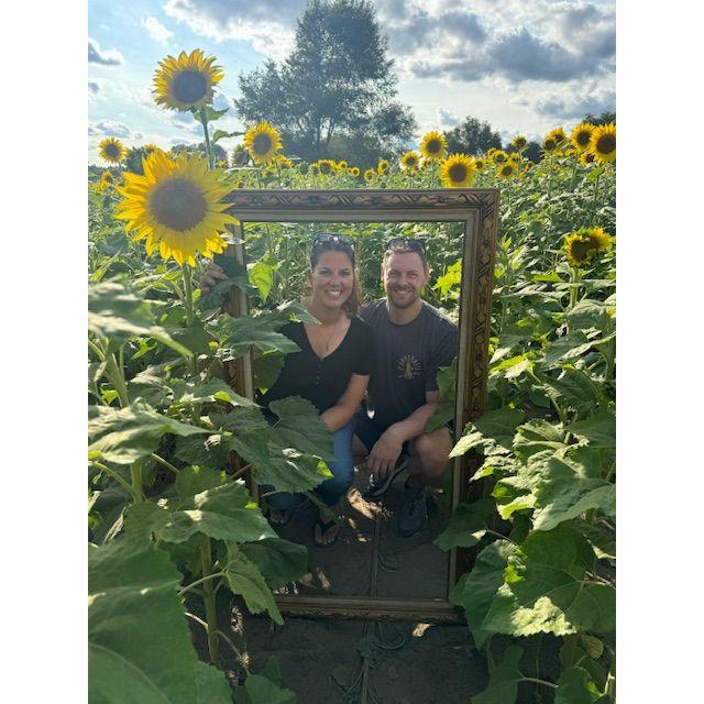 Sunflower Fields in Andover, MN