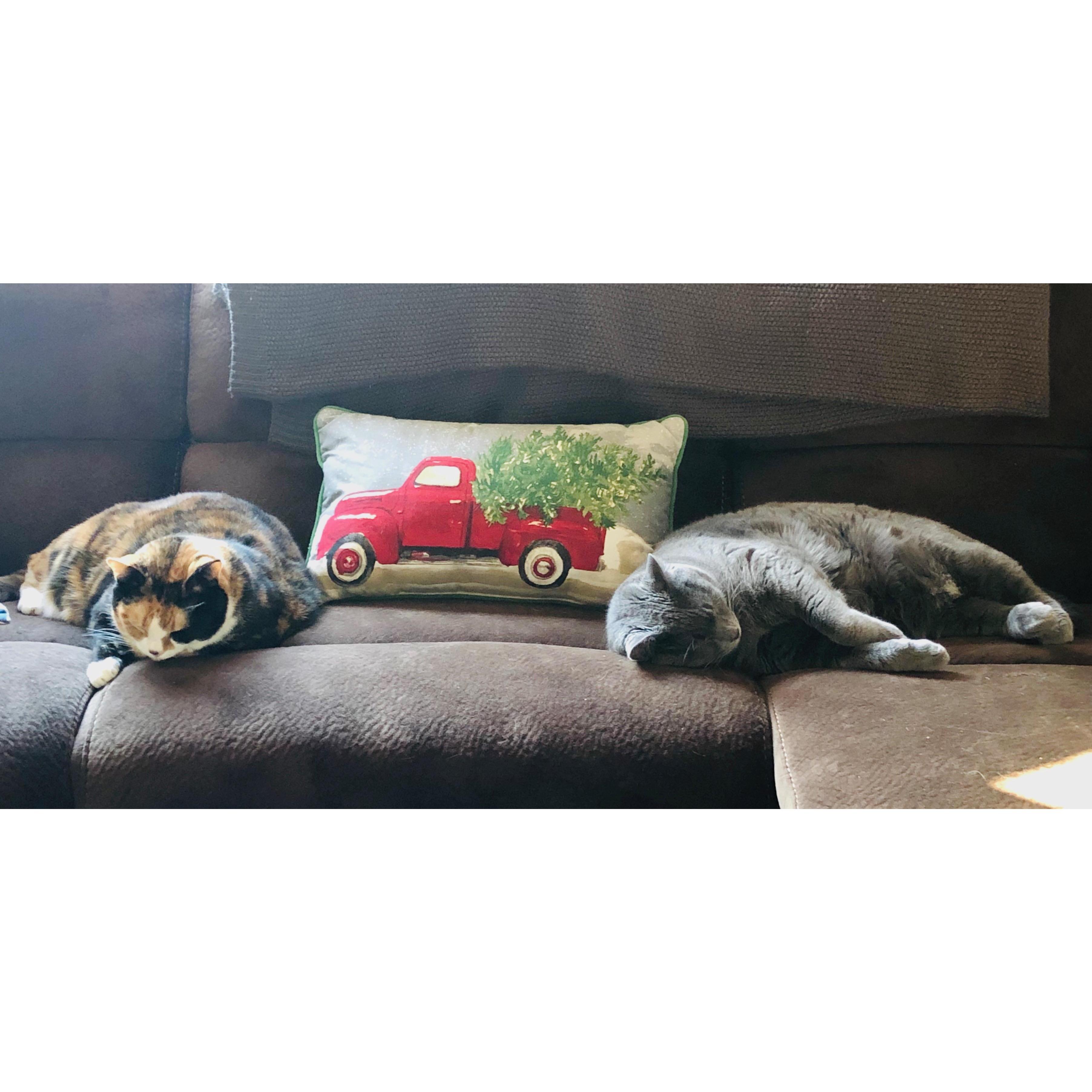 Our lazy fur babies snoozing away