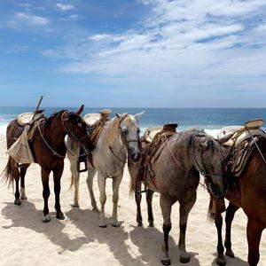 Horseback Riding in Tulum