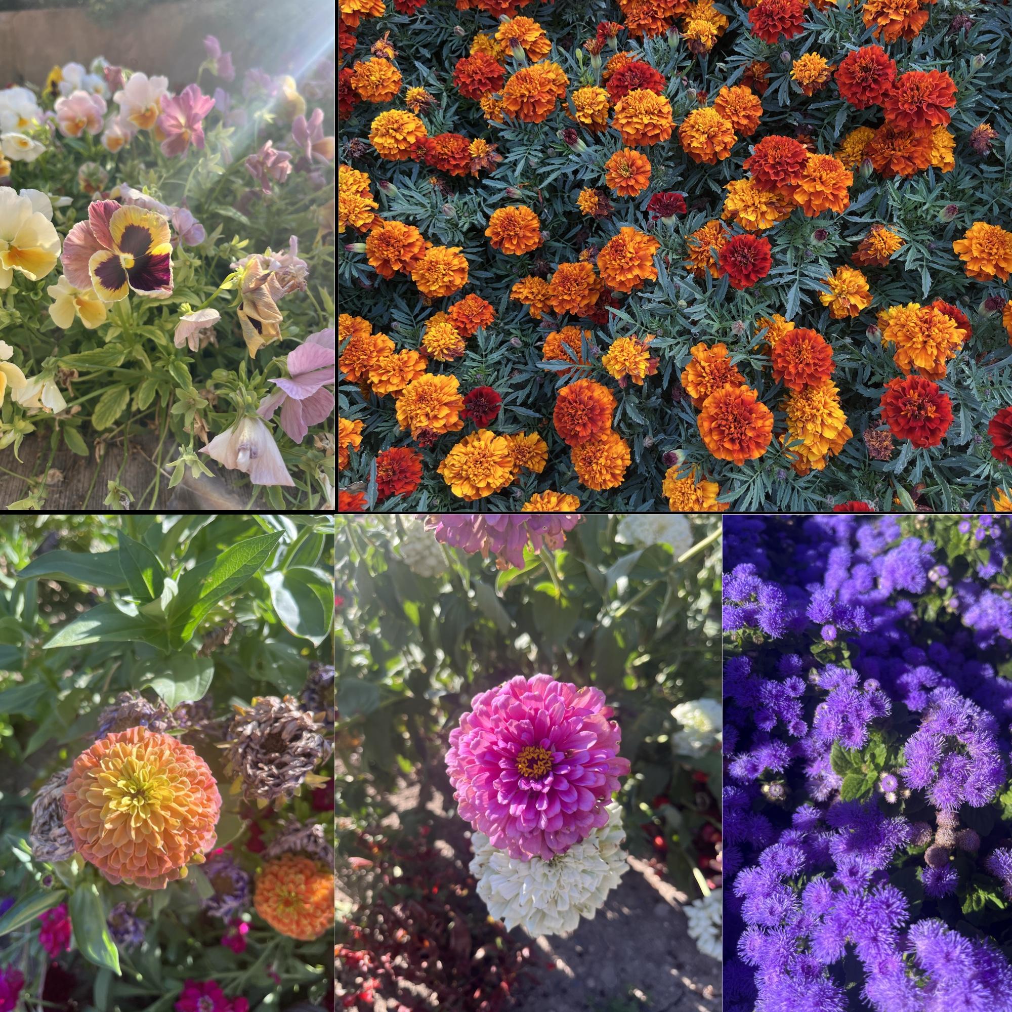 Beautiful flowers at Botanical Gardens - Sep. 2024
