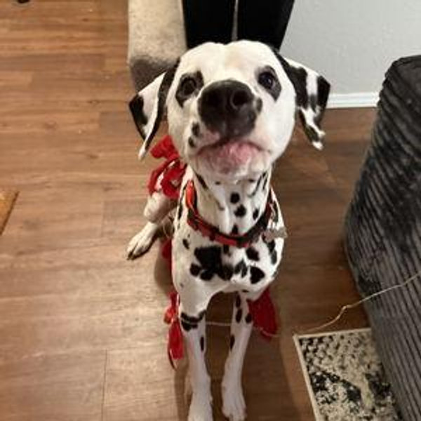 Treats for Draco
