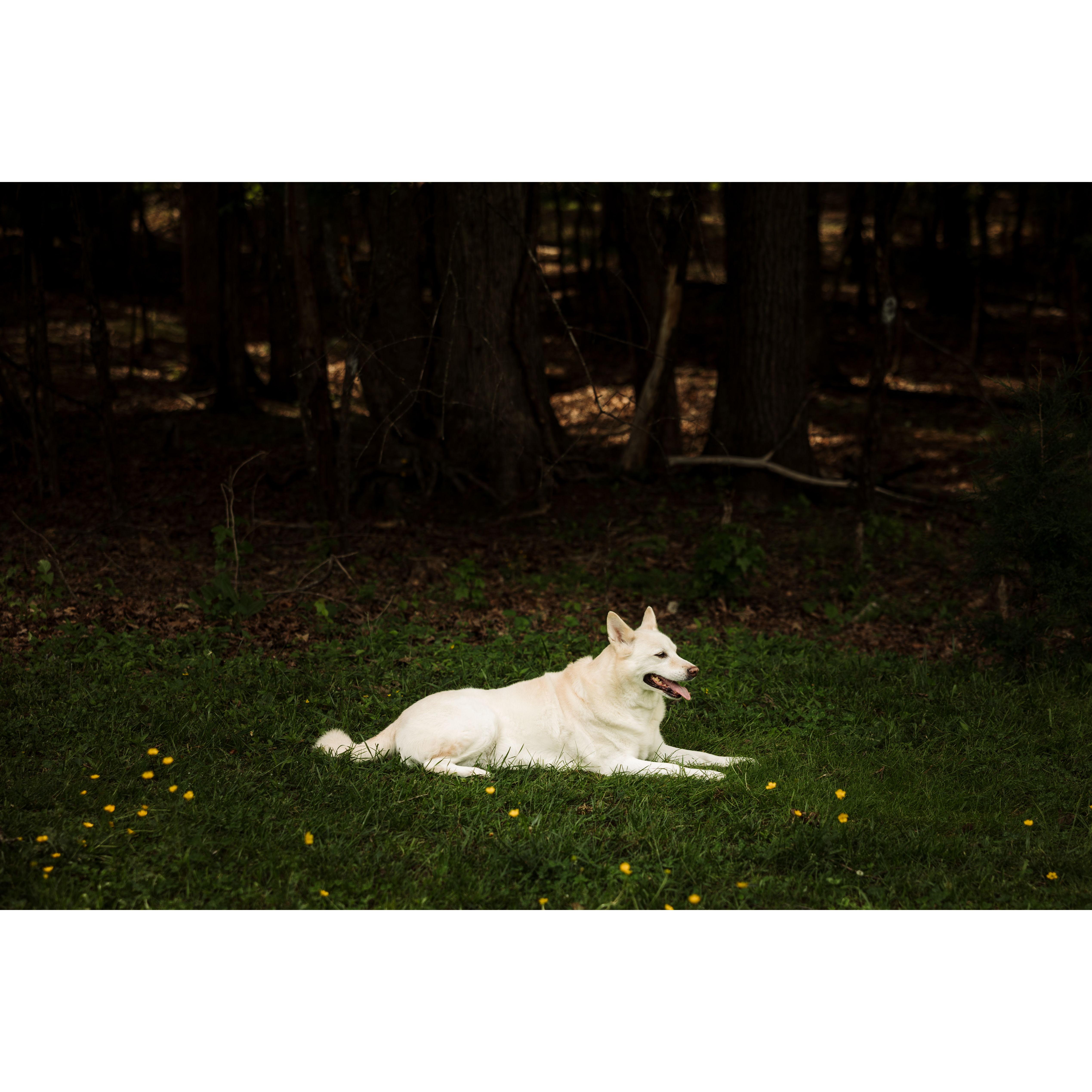 Engagement Photos - May 2025 (Clayton Farm)