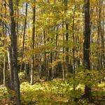 Aspen Park
