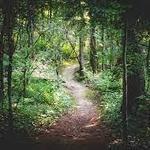 Ivy Creek Foundation