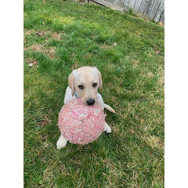 Our fur baby, Zeus.