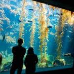 Birch Aquarium at Scripps Institution of Oceanography