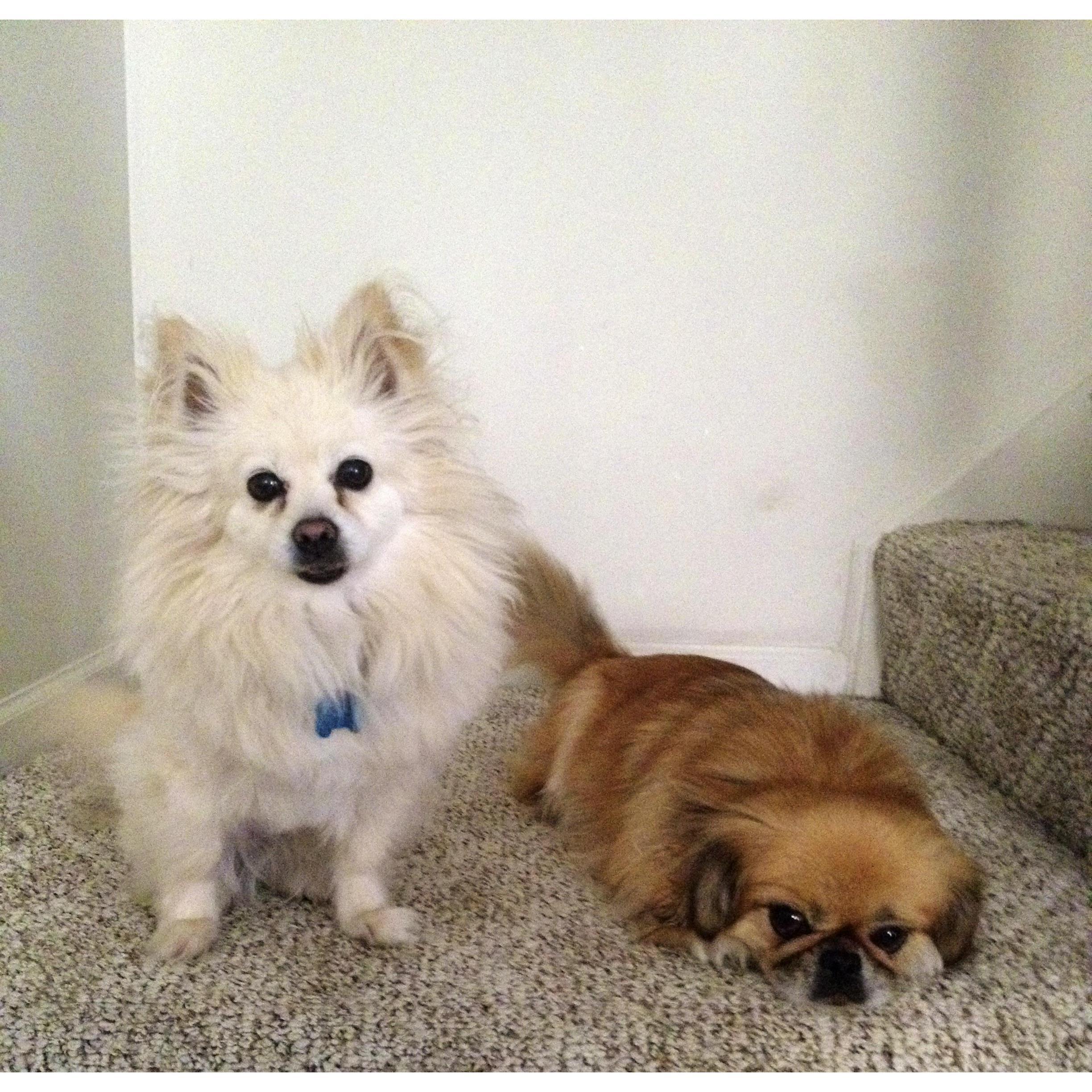 Annie's fur children: Kimora & Adriana.