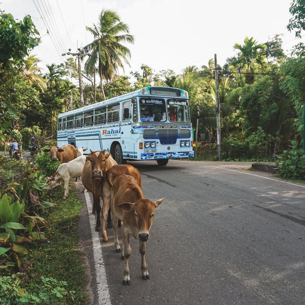 Bus Fare