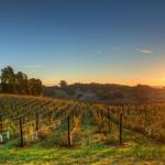 Wine Tasting at Napa Valley