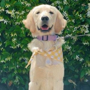 Ellie Puppy-Sitting for Honeymoon