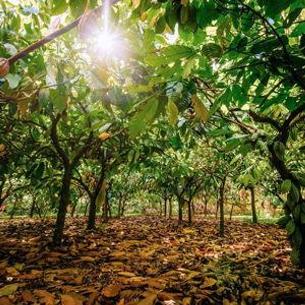 Chocolate Farm Tour & Tasting