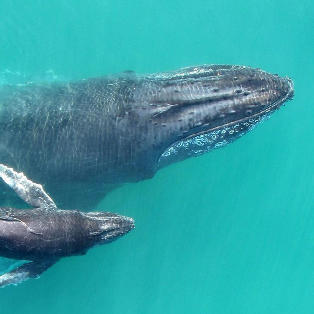 Help save the whales