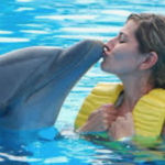 Swimming With The Dophins