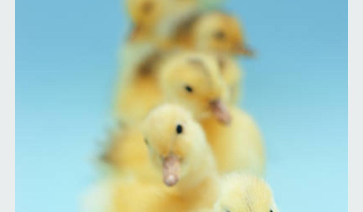 The Wedding Website of Victoria Boser and Brian Lutche