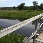 Little Pond Boardwalk Trail