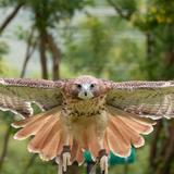 Teton Raptor Center