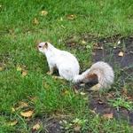 Iowa State Albino Squirrel