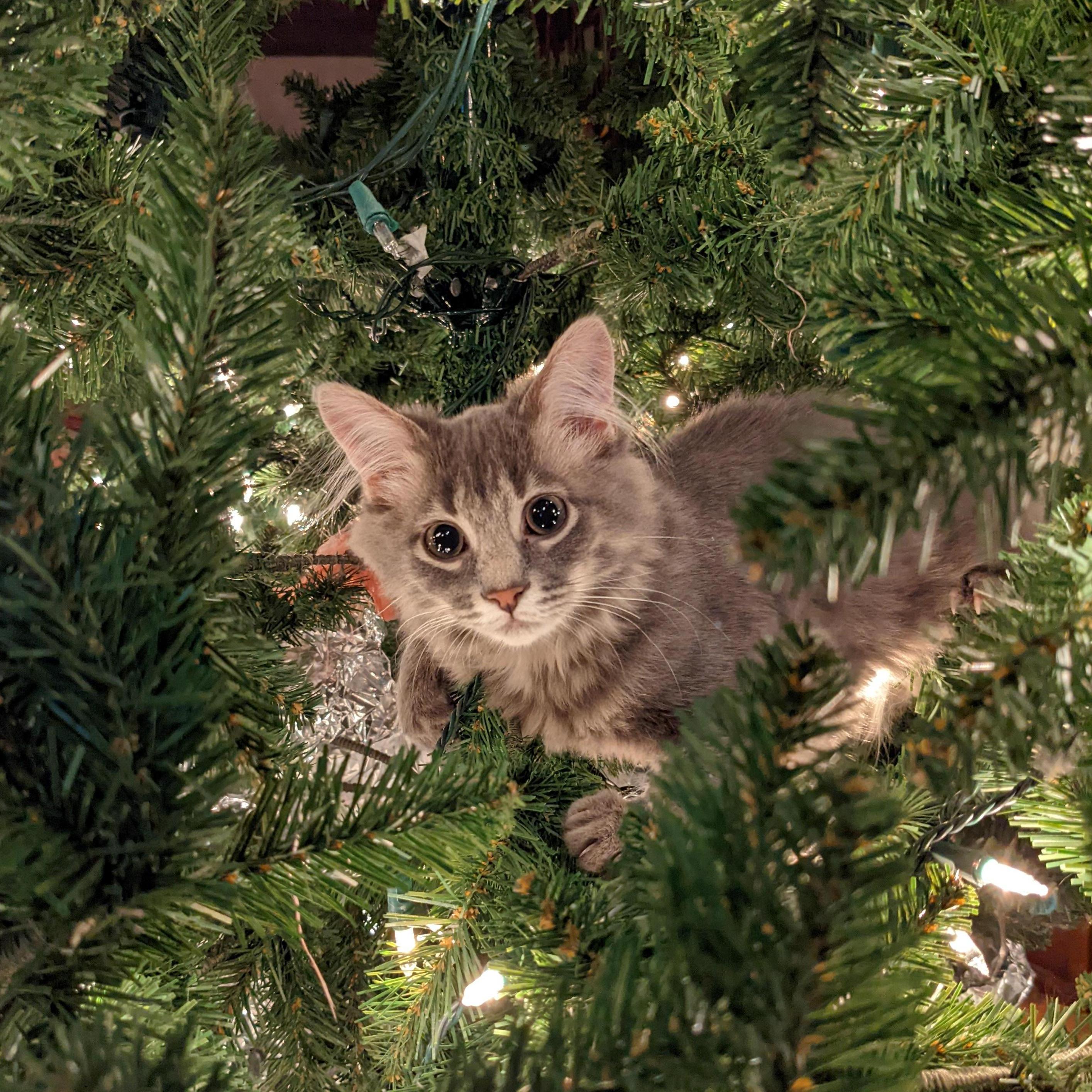 Herbert's First Christmas (mostly spent halfway up the tree)