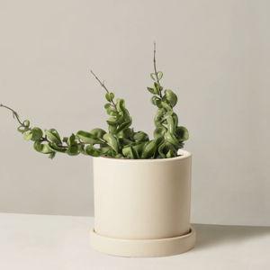 Hoya Hindu Rope Plant (Hyde, Cream)