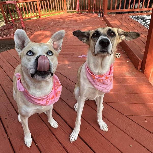 Dog Training Classes