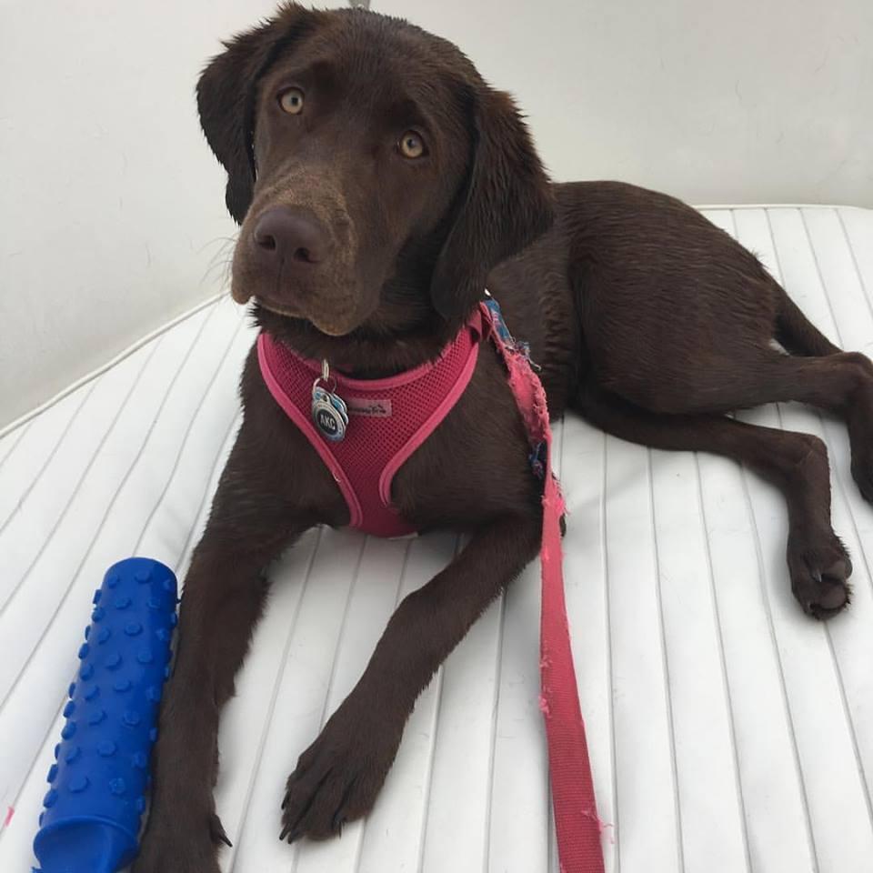 Our first fur baby, Charley Ann