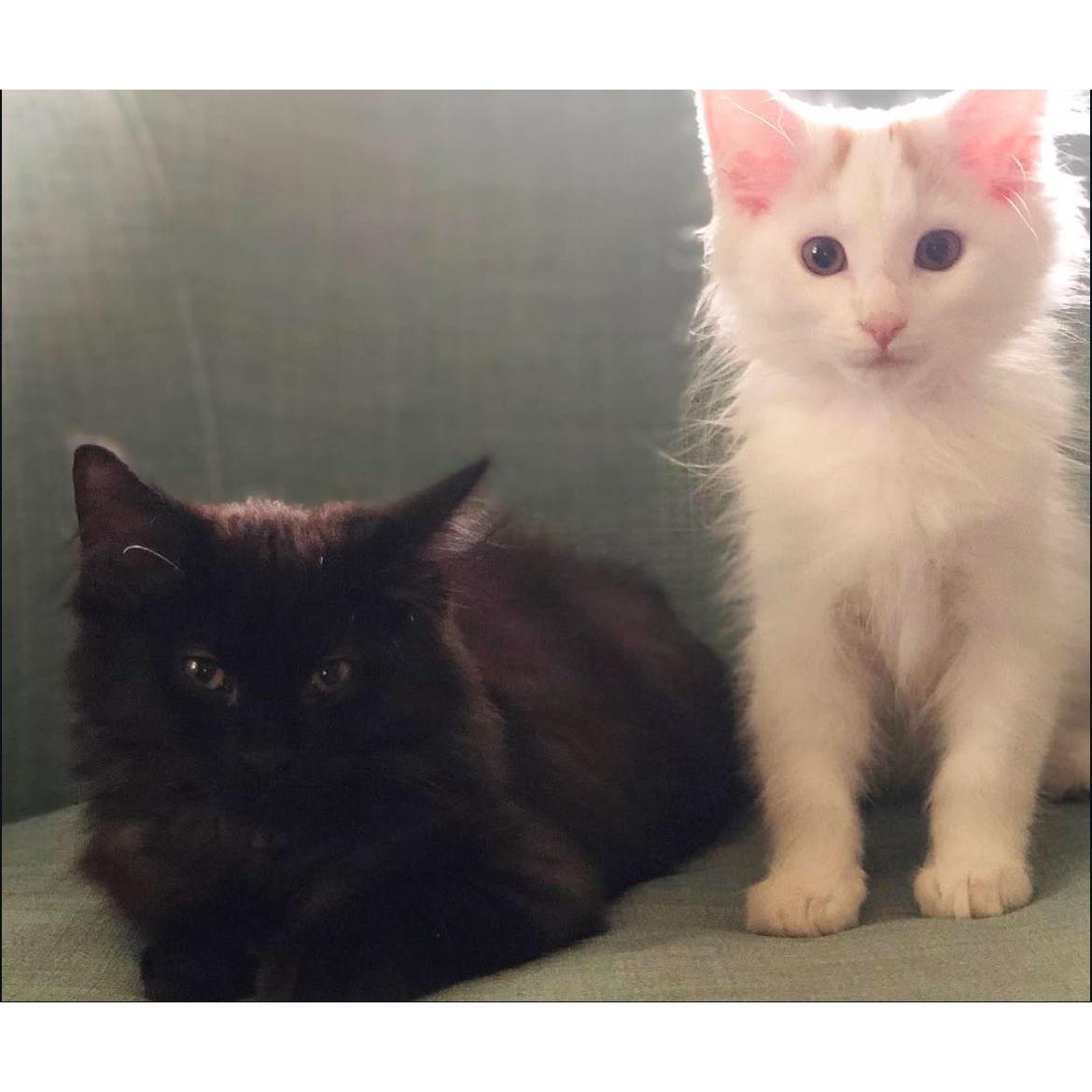 We adopted two more fur babies to fill the new house, Nova and Stella