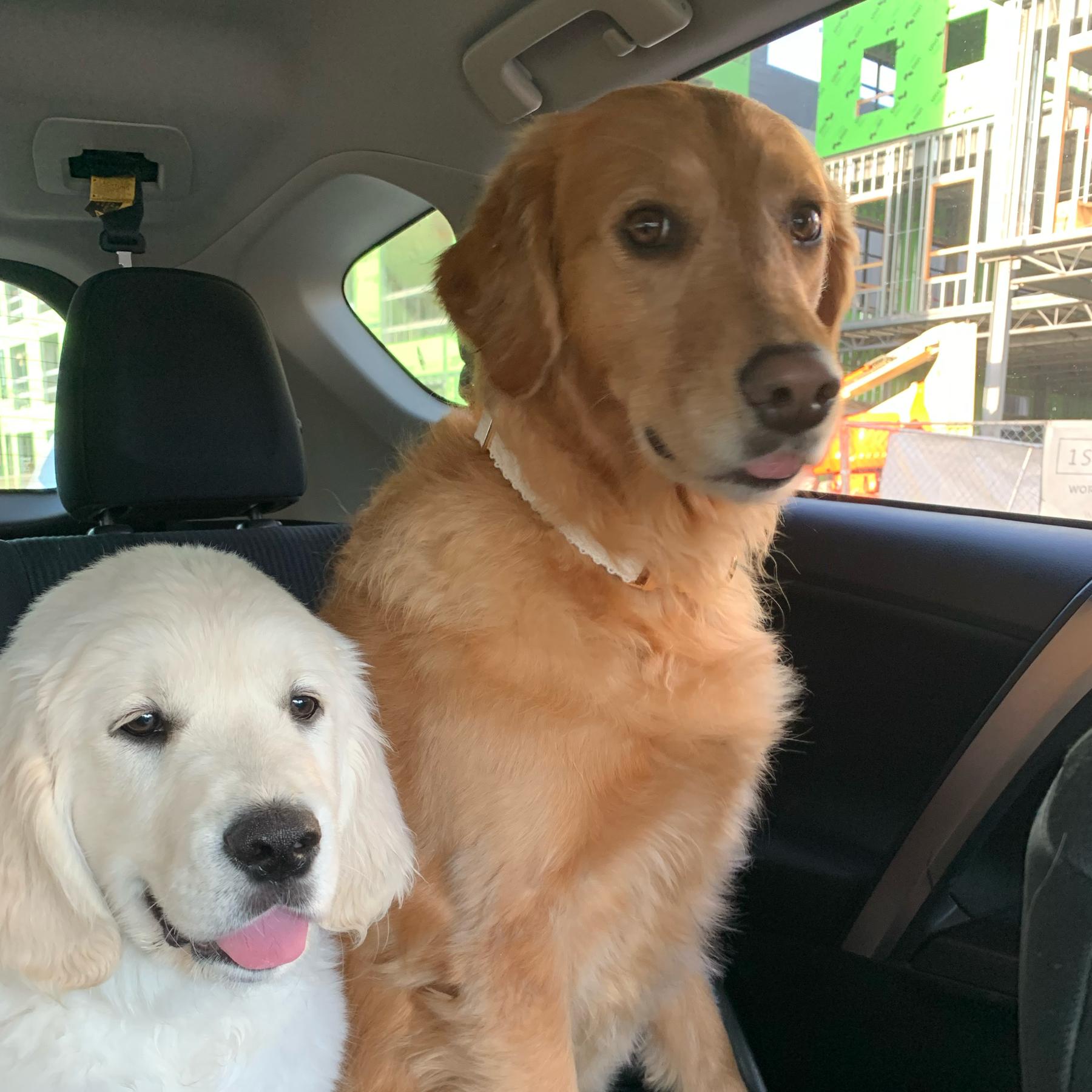 Rosie and Rhett's College Fund